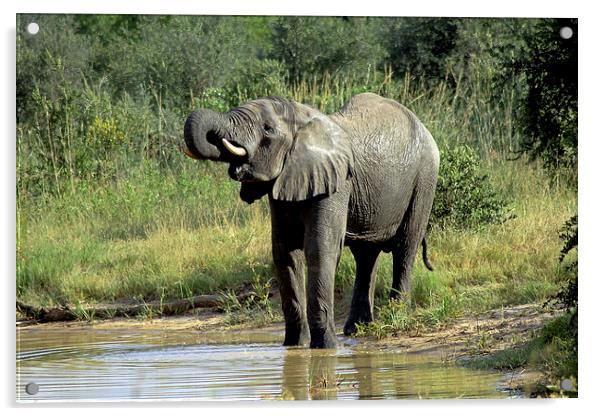 Elephant Drinking Acrylic by Tony Murtagh