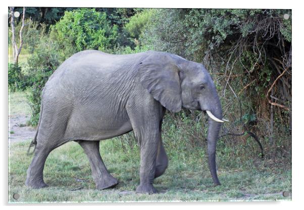 Elephant Walking Acrylic by Tony Murtagh