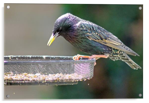 Starling Feeding Acrylic by Tony Murtagh