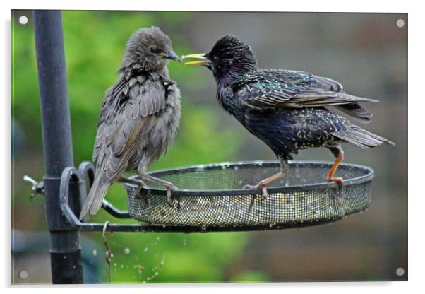 Starling feeding juvenile  Acrylic by Tony Murtagh