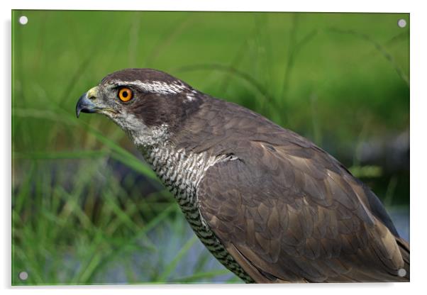 Sparrowhawk Acrylic by Tony Murtagh