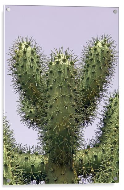 Cactus Metallicus Acrylic by Tony Murtagh