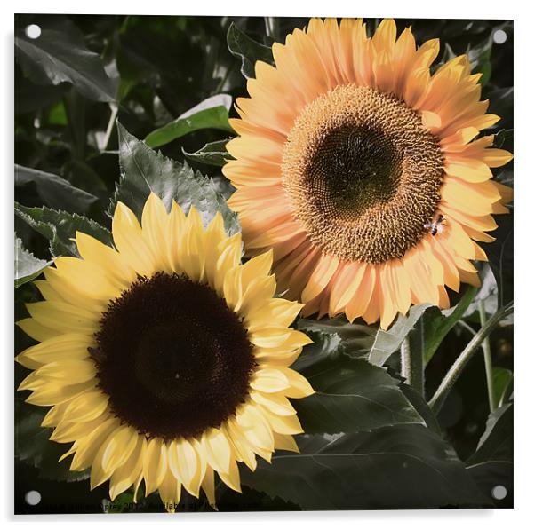 Sunflowers - Vintage Acrylic by Gillian Oprey