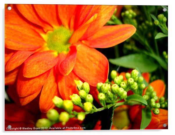 Orange Bouquet Acrylic by Westley Grant