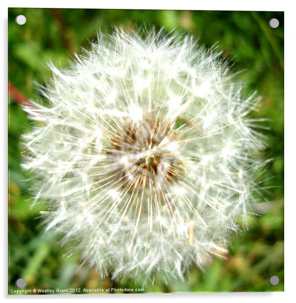 Dandelion Head Acrylic by Westley Grant