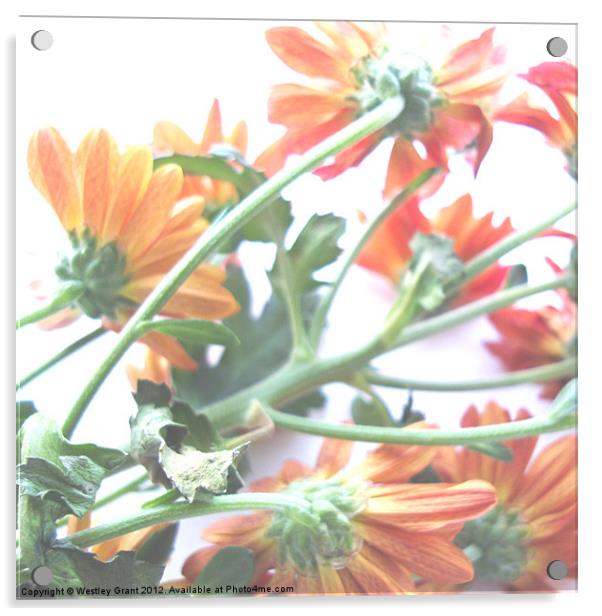 Orange Flowers Acrylic by Westley Grant