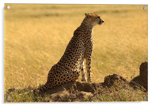 Cheetah, Serengeti National Park, Tanzania Acrylic by Michal Cerny