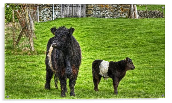 Belted Galloway Cow And Calf Acrylic by Jamie Green