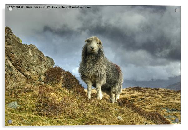 Herdwick Sheep Acrylic by Jamie Green