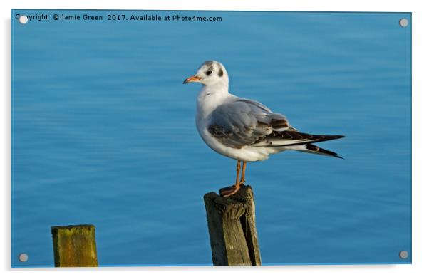 Black-headed Gull Acrylic by Jamie Green