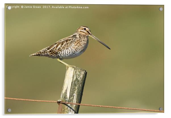 Snipe On A Post Acrylic by Jamie Green