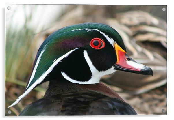 American wood duck Acrylic by Castleton Photographic