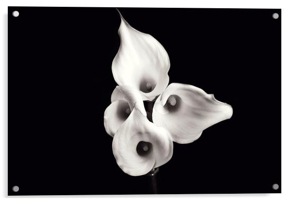 Calla Lilies Acrylic by Castleton Photographic