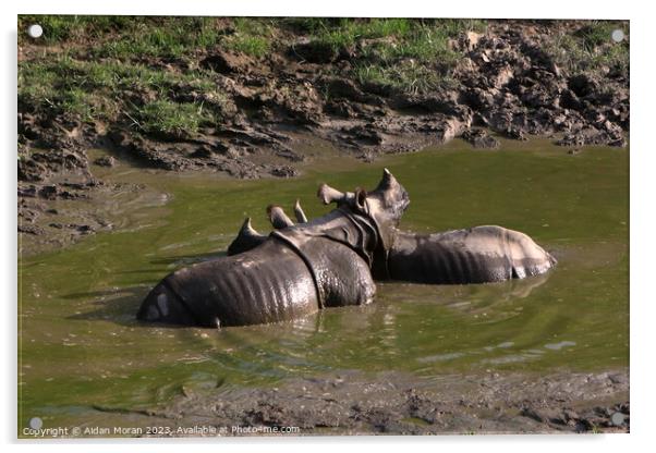 One-horned Rhino Pair Cooling Off Acrylic by Aidan Moran