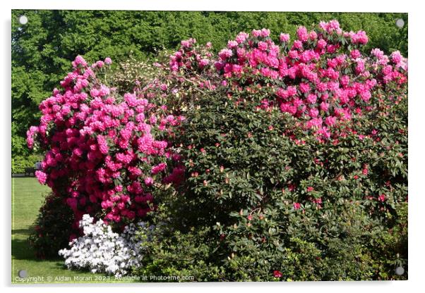 Kenwood Rhododendron Garden  Acrylic by Aidan Moran