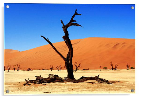 Where Once There Was A Forest - Dead Vlei - Sossus Acrylic by Aidan Moran