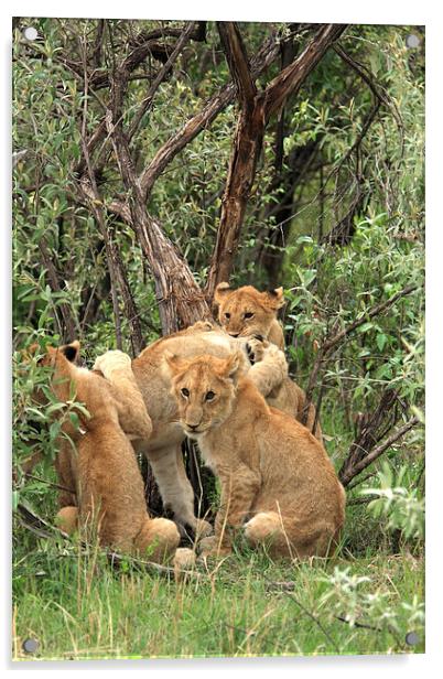   Masai Mara Lion Cubs  Acrylic by Aidan Moran