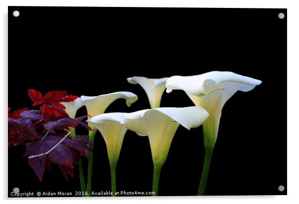 Lilies In Spring  Acrylic by Aidan Moran