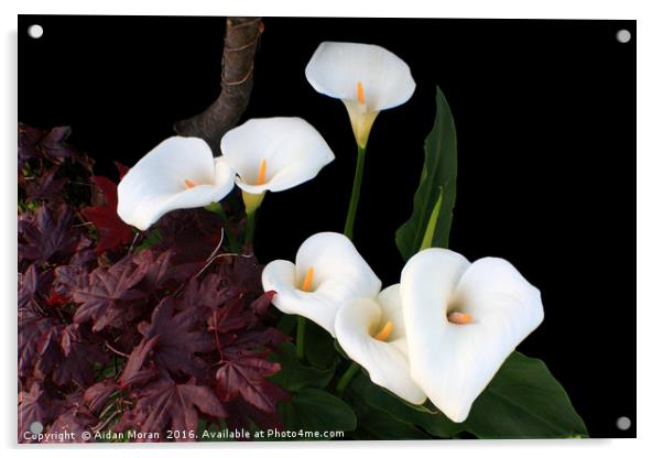 Calla Lilies In Spring  Acrylic by Aidan Moran