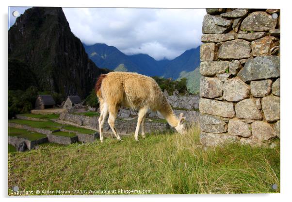 Llama At Machu Picchu, Peru  Acrylic by Aidan Moran