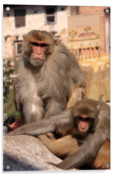 Kathmandu Street Monkeys  Acrylic by Aidan Moran