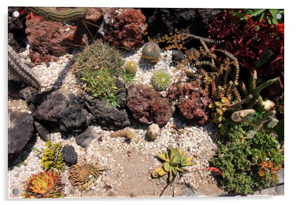 Cactus Rock Garden  Acrylic by Aidan Moran