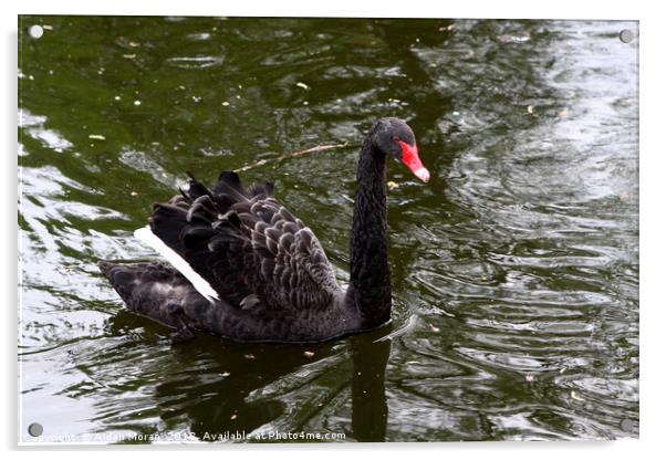 Black Swan In St James's Park  Acrylic by Aidan Moran