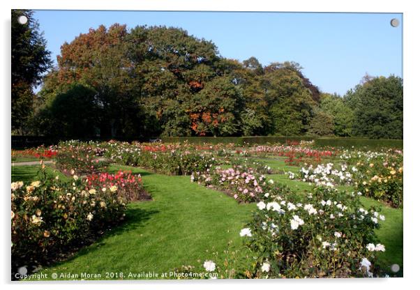 Rose Garden At Greenwich Park   Acrylic by Aidan Moran