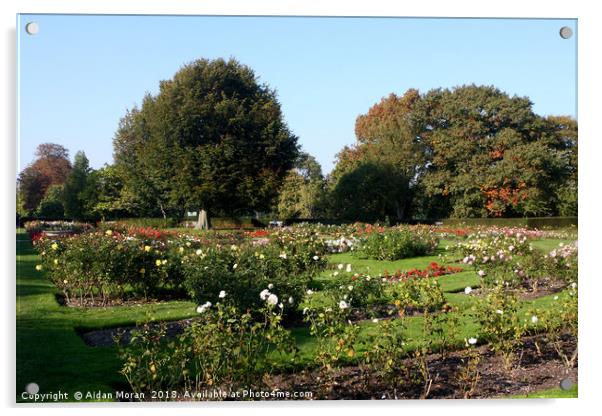 Rose Garden At Greenwich Park, London    Acrylic by Aidan Moran