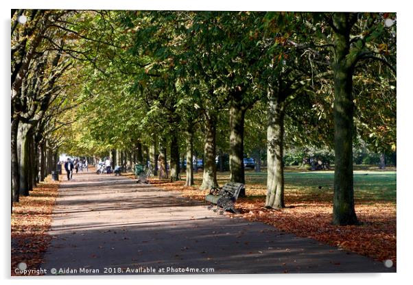Avenue of Trees at Greenwich Park  Acrylic by Aidan Moran