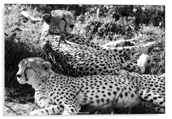 Majestic Cheetahs of Masai Mara Acrylic by Aidan Moran