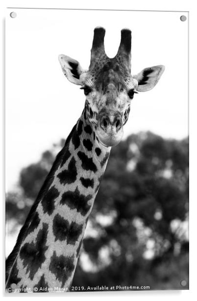 Giraffe Portrait    Acrylic by Aidan Moran