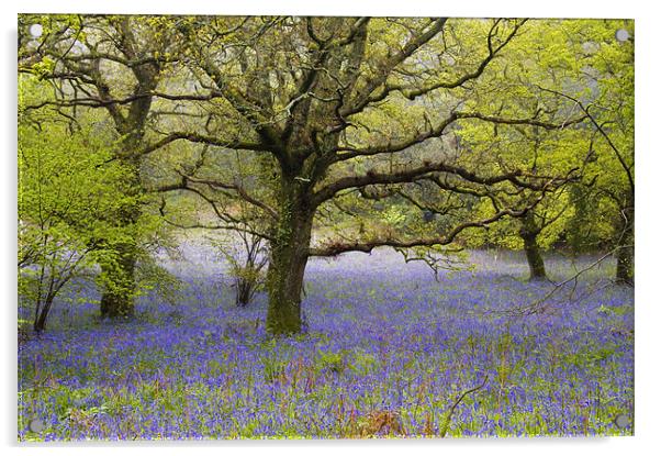Affpuddle Bluebells, Dorset, UK Acrylic by Colin Tracy