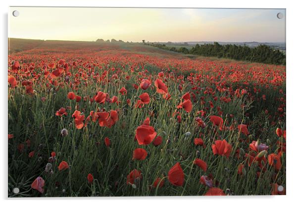 Poppy Field Acrylic by Colin Tracy