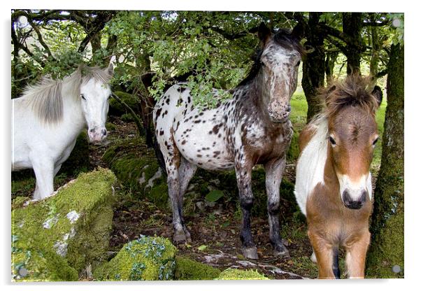 Dartmoor Ponies Acrylic by Colin Tracy
