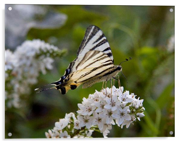 Scarce Swallowtail Acrylic by Colin Tracy