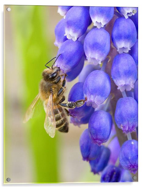 Bee on Grape Hyacinth Acrylic by Colin Tracy