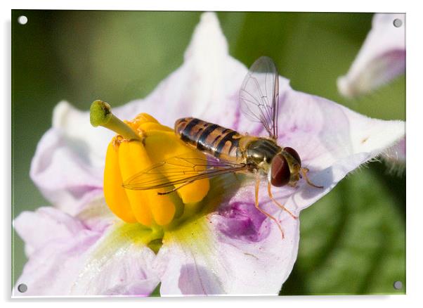  Hoverfly on Potato flower Acrylic by Colin Tracy