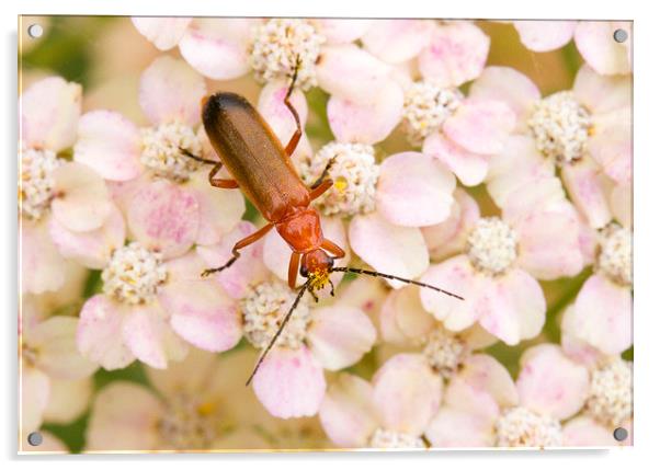 Soldier Beetle on Hydrangea  Acrylic by Colin Tracy