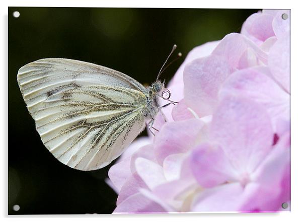  Green veined white on Hydrangea Acrylic by Colin Tracy