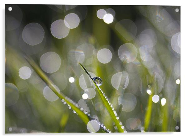  Glistening Dew Acrylic by Colin Tracy