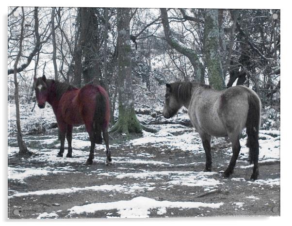New Forest Ponies in the snow Acrylic by Colin Tracy