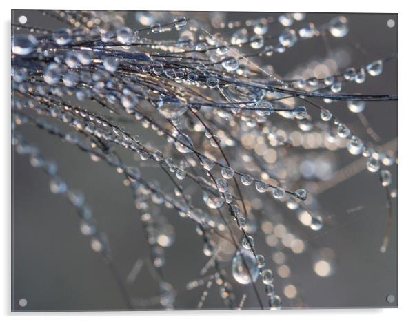 Dewdrops on Horsehair Acrylic by Colin Tracy
