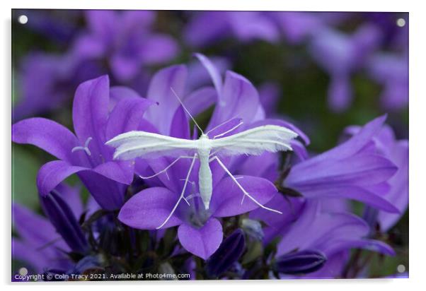 White Plume Moth on Campanula Acrylic by Colin Tracy