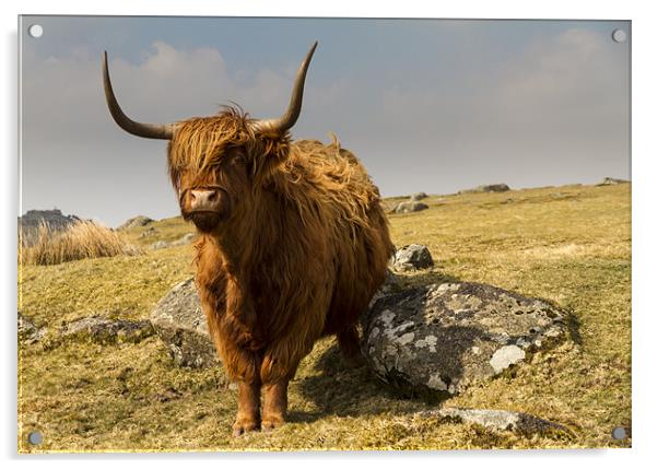 Ditsworthy Highland Cow Acrylic by David Merrifield