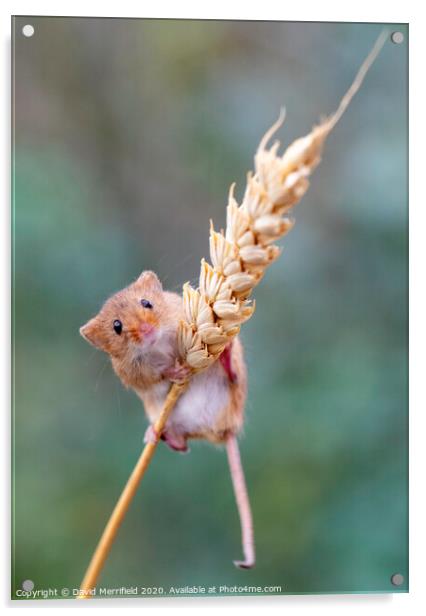 A climbing Harvest Mouse Acrylic by David Merrifield