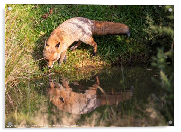 Thirsty Fox drinking out of a pond Acrylic by David Merrifield