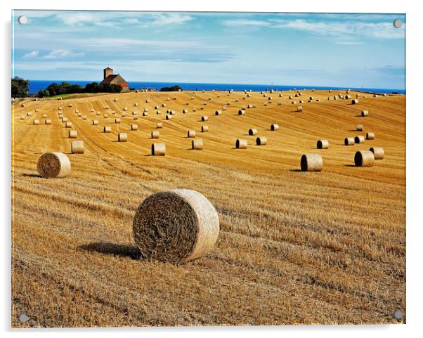 Field of gold Acrylic by David McCulloch