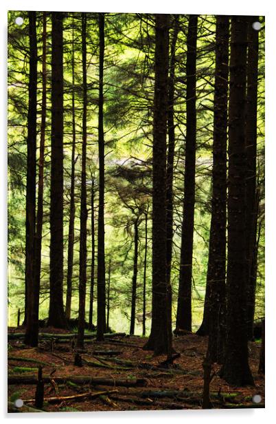 The Radiant Forest Acrylic by David McCulloch