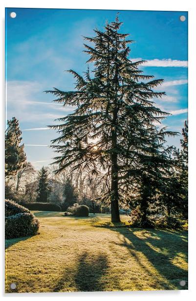 Frosty Morning Tree Acrylic by Chris Nowicki